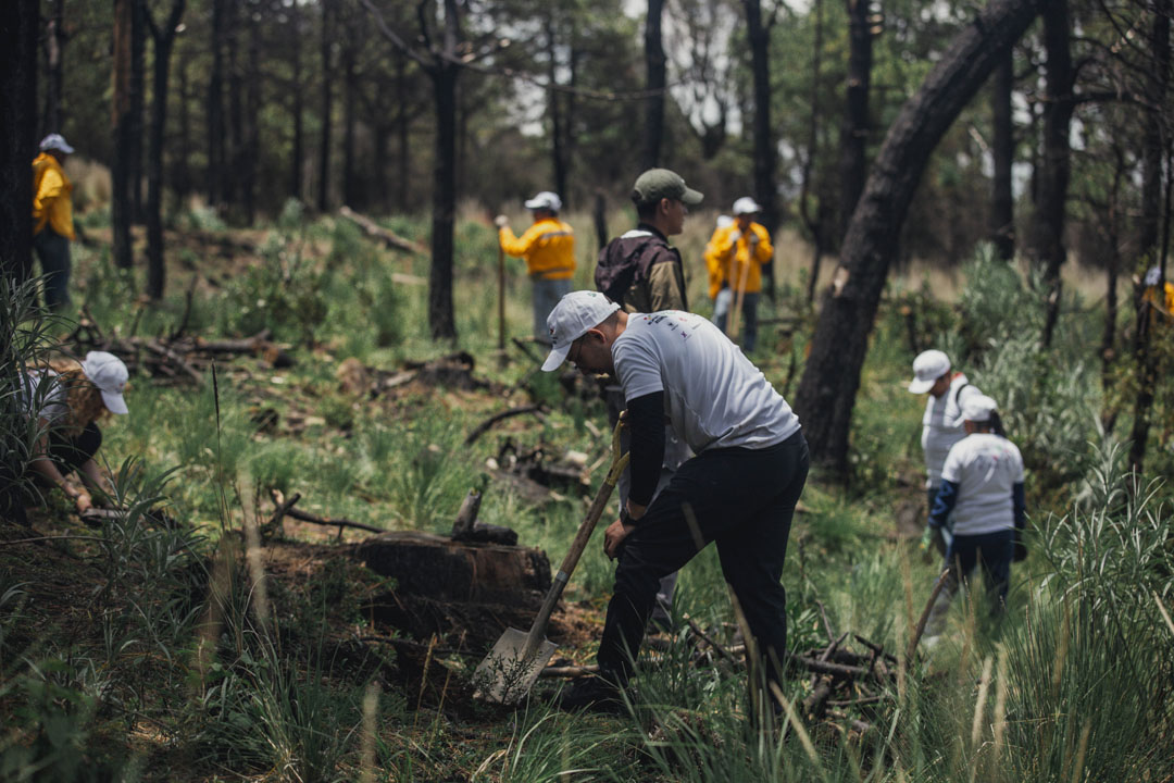 super copa roshfrans - reforestacion en chihuahua (1)